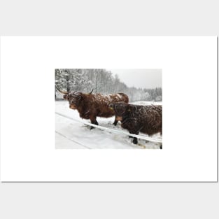 Scottish Highland Cattle Cow and Calf 1599 Posters and Art